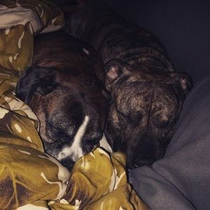 Meet your Posher, Destany